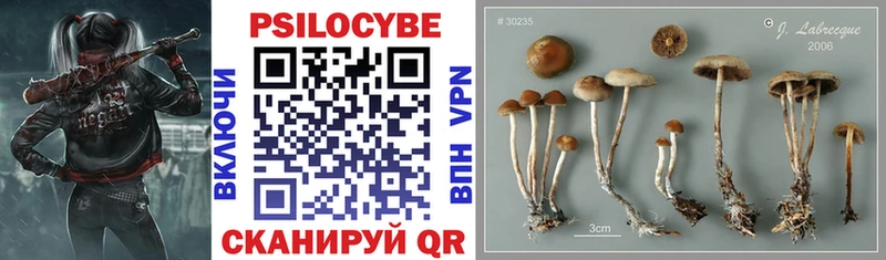 Псилоцибиновые грибы Cubensis  Приволжский 